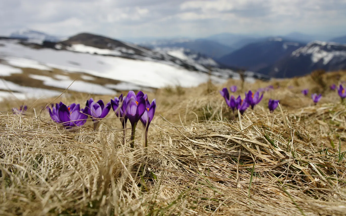 purple petaled flower by Biegun Wschodni courtesy of Unsplash.