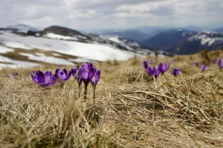 purple petaled flower by Biegun Wschodni courtesy of Unsplash.