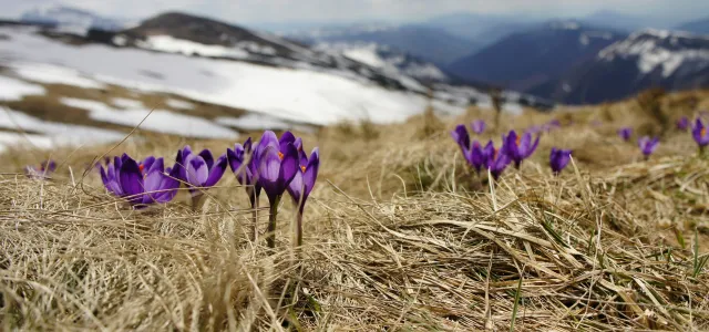 purple petaled flower by Biegun Wschodni courtesy of Unsplash.